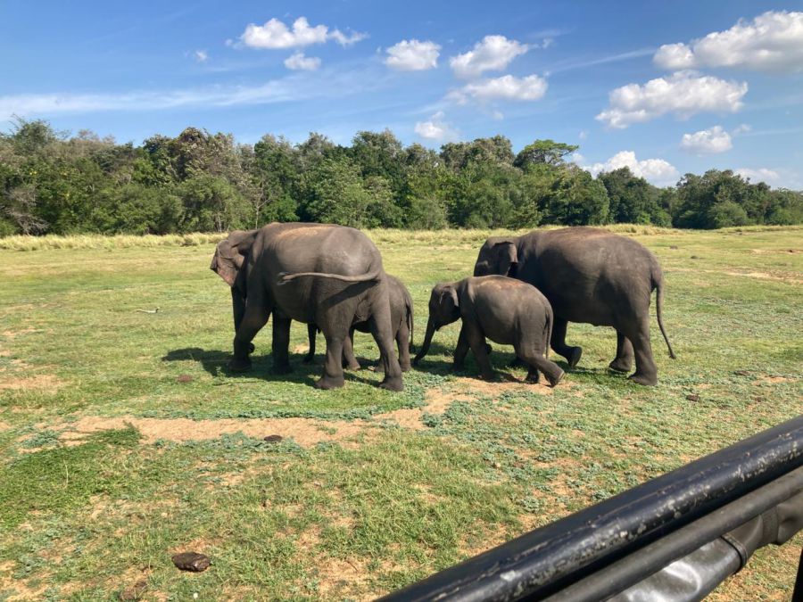 Kandula Great Elephant